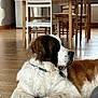 Titan participe au concours pour gagner de l'argent avec cette photo : dog, saint_bernard, indoor, wooden_floor, chair, table, furniture, pet, relaxed, large_dog, brown_and_white, collar, domestic, cozy, home, flooring, window, natural_light, living_space, quiet