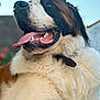 dog, saint_bernard, tongue_out, fluffy_fur, outdoor, sky, happy, pet, animal, close_up, portrait, canine, nature, summer, expression, mammal, friendly, fur, large_dog, domestic_animal