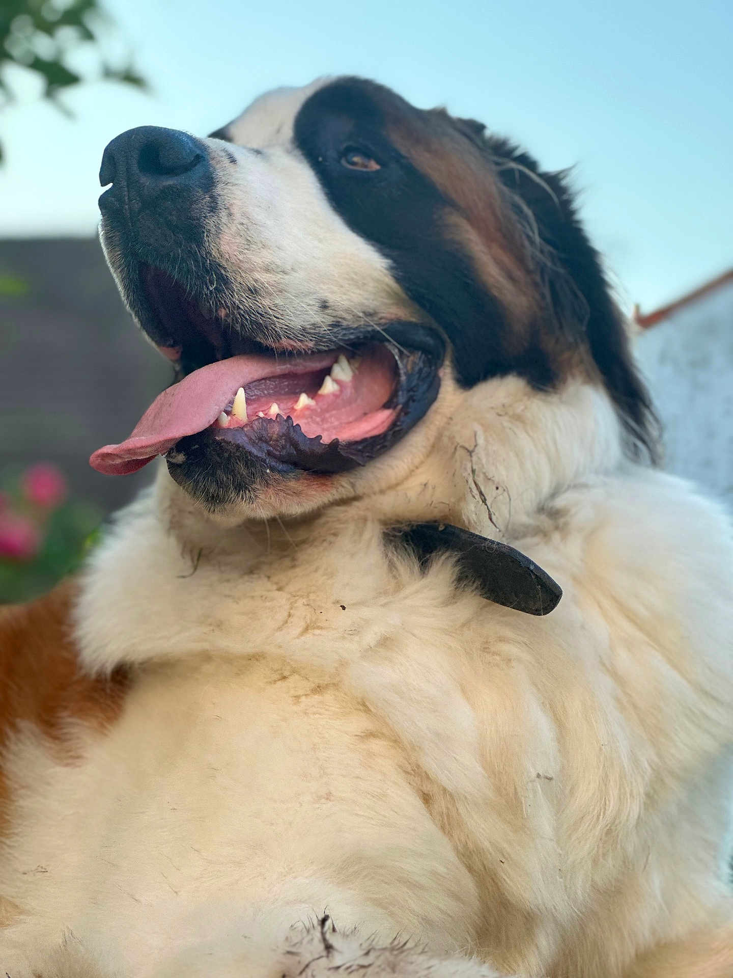 Titan participe au concours pour gagner de l'argent avec cette photo : dog, saint_bernard, tongue_out, fluffy_fur, outdoor, sky, happy, pet, animal, close_up, portrait, canine, nature, summer, expression, mammal, friendly, fur, large_dog, domestic_animal