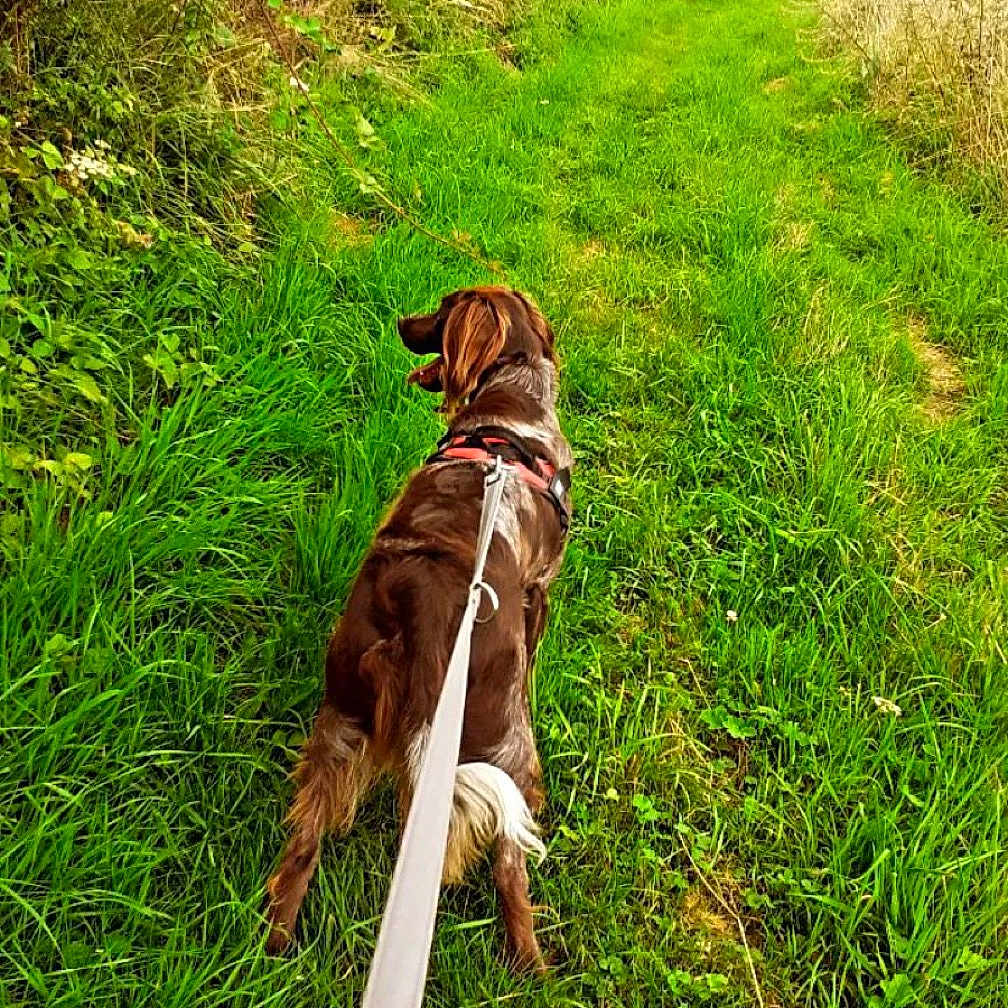 Ruby participe au concours pour gagner de l'argent avec cette photo : accessories, animal, canine, dog, face, grass, green, head, herbal, herbs, land, person, pet, photography, plant, portrait, puppy, strap, tree, vegetation