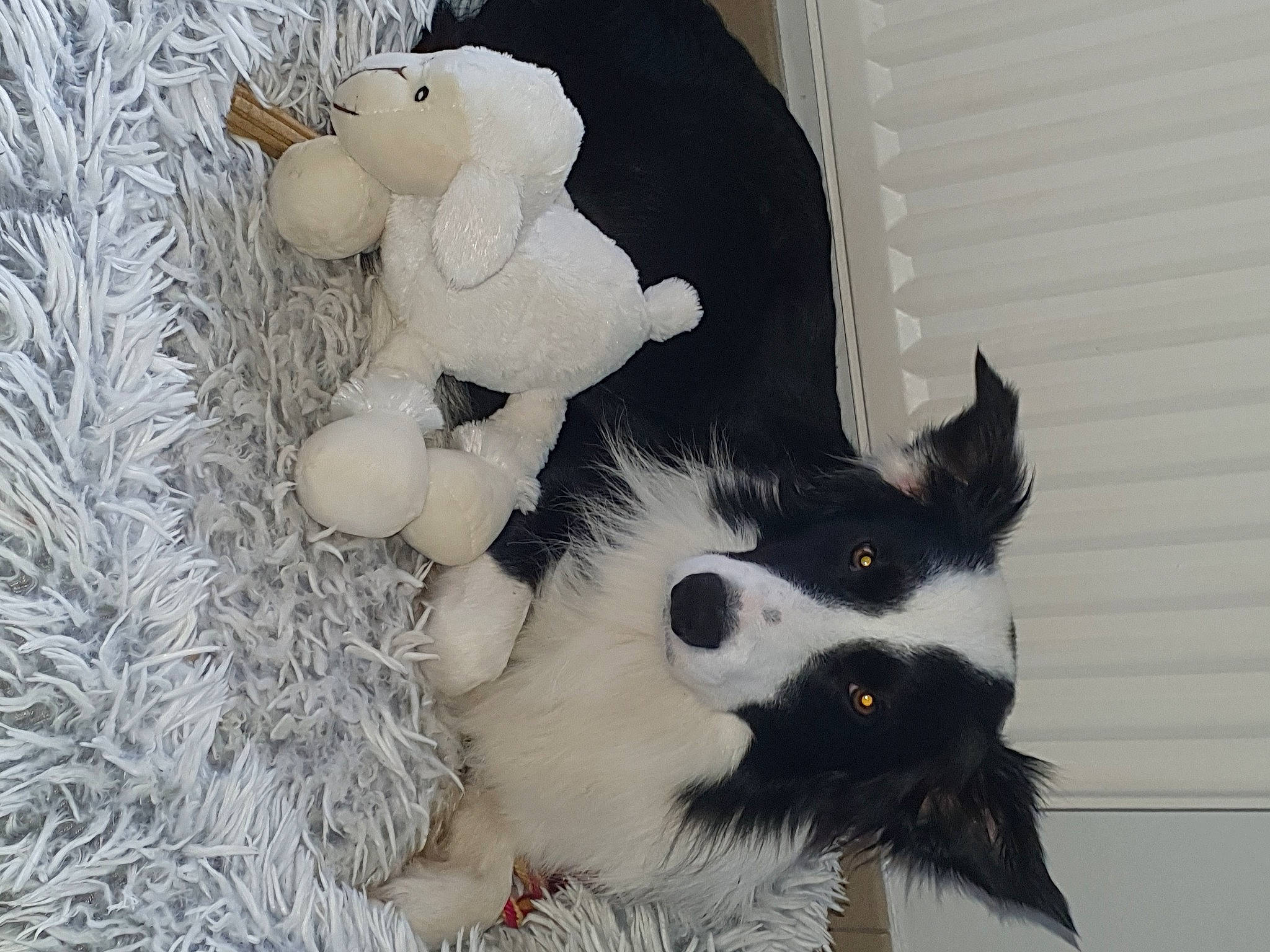 Rubens a rejoint le concours — aidez-le/la à gagner de superbes lots ! canidae, carnivore, cat_supply, companion_dog, dog_breed, felidae, fur, small_to_medium_sized_cats, snout, sporting_group, stuffed_toy, terrestrial_animal, toy, twig, whiskers, working_animal