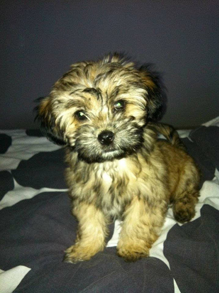 Giulia a rejoint le concours — aidez-le/la à gagner de superbes lots ! canidae, carnivore, companion_dog, dog, dog_breed, fur, liver, maltepoo, poodle_crossbreed, shih_poo, small_terrier, snout, sporting_group, terrestrial_animal, terrier, toy_dog, water_dog, whiskers, working_animal, yorkipoo