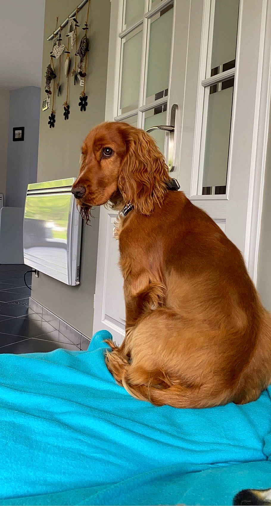 Rubby participe au concours pour gagner de l'argent avec cette photo : canidae, carnivore, chair, comfort, companion_dog, dog, dog_breed, dog_supply, door, fawn, flooring, fur, gun_dog, hardwood, hound, liver, pet_supply, sporting_group, wood, working_animal
