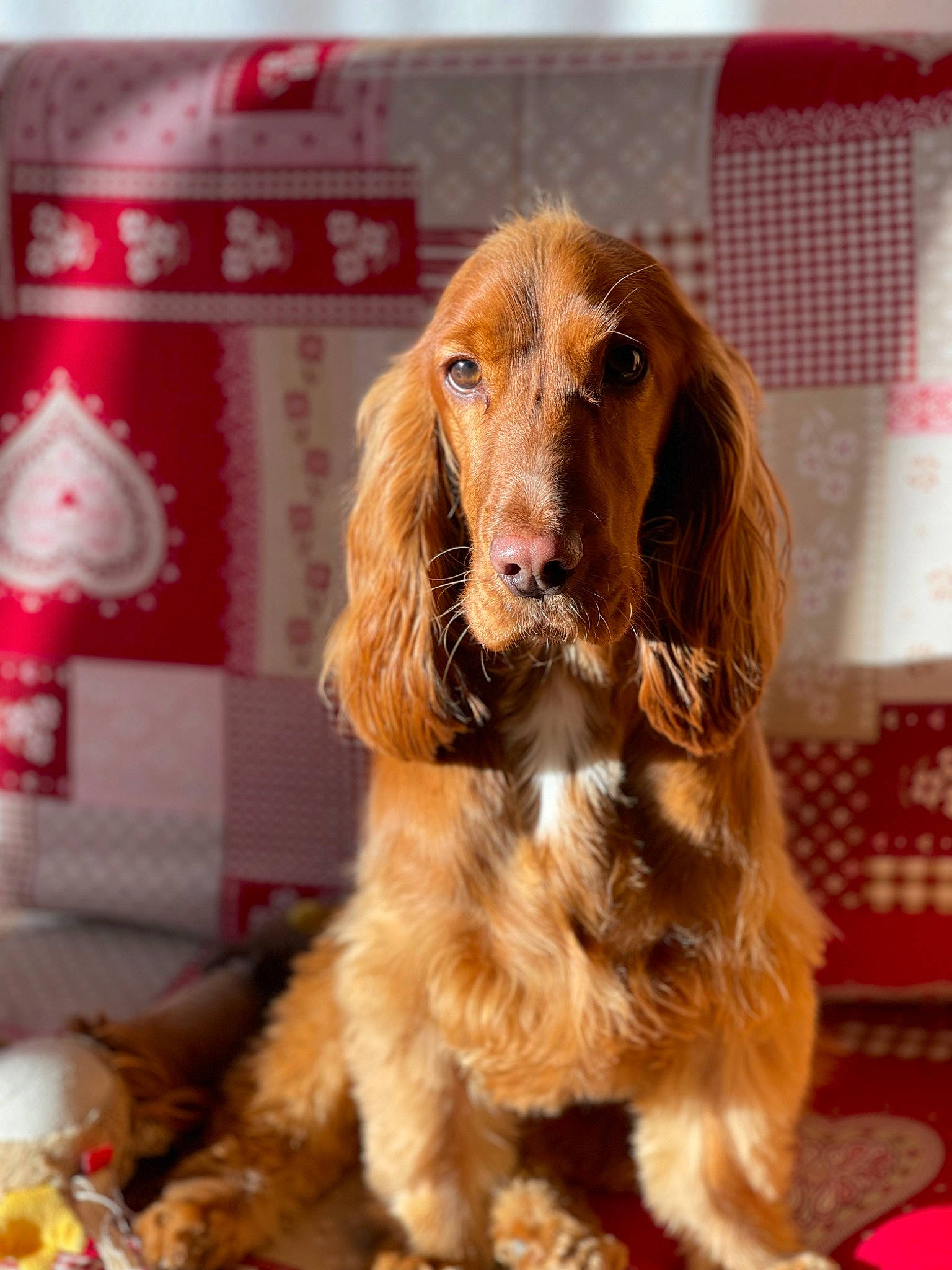 Rubby participe au concours pour gagner de l'argent avec cette photo : canidae, carnivore, companion_dog, dog, dog_breed, event, fawn, fur, liver, snout, spaniel, sporting_group, working_animal