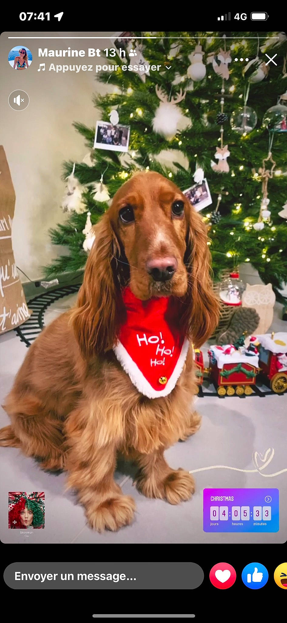 Rubby a rejoint le concours — aidez-le/la à gagner de superbes lots ! canidae, carnivore, christmas_tree, companion_dog, dog, dog_breed, dog_supply, event, fur, liver, luggage_and_bags, snout, spaniel, sporting_group, tree