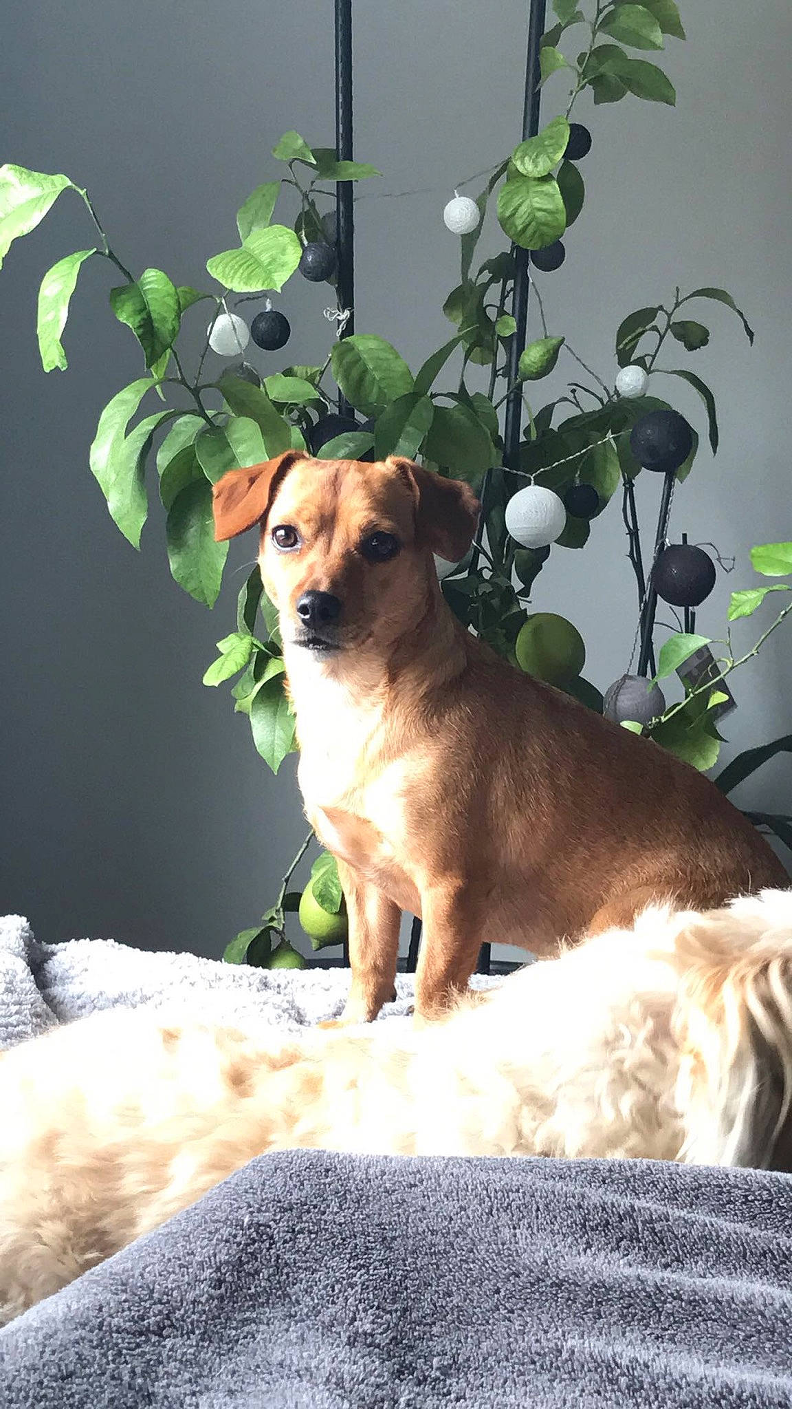 Iona participe au concours pour gagner de l'argent avec cette photo : canidae, carnivore, comfort, companion_dog, dog, dog_breed, dog_supply, fawn, fur, linens, paw, plant, puppy, snout, sporting_group, tail, terrestrial_animal, toy_dog, whiskers, working_animal