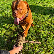Thor a rejoint le concours — aidez-le/la à gagner de superbes lots ! animal, backyard, brown_dog, collar, daylight, dog, grass, greenery, hand, nature, outdoor, paw, person, pet, playing, shadow, stick, sunlight, tongue_out, wood