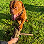 animal, backyard, brown_dog, collar, daylight, dog, grass, greenery, hand, nature, outdoor, paw, person, pet, playing, shadow, stick, sunlight, tongue_out, wood