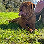 Thor participe au concours pour gagner de l'argent avec cette photo : animal, blanket, blue_sky, brown_dog, canine, clouds, daytime, dog, drool, grass, mammal, nature, outdoor, park, pet, relaxed, sunlight, tongue_out, tree, tree_stump