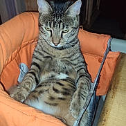 Tigrou participe au concours pour gagner de l'argent avec cette photo : cat, tabby, orange_chair, indoor, pet, feline, animal, resting, relaxed, striped, fur, whiskers, ears, face, paws, household, furniture, closeup, cute, domestic_cat