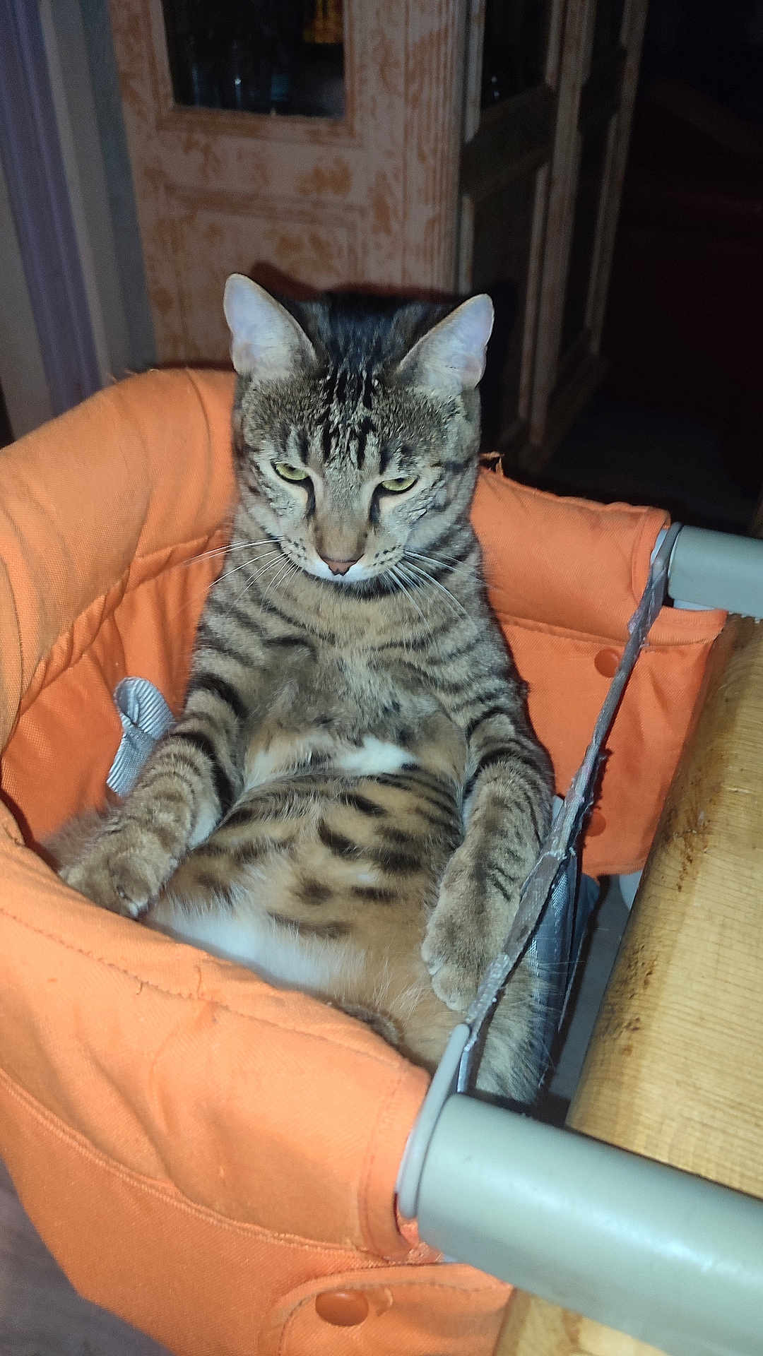 Tigrou participe au concours pour gagner de l'argent avec cette photo : cat, tabby, orange_chair, indoor, pet, feline, animal, resting, relaxed, striped, fur, whiskers, ears, face, paws, household, furniture, closeup, cute, domestic_cat
