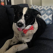Rootbeer is registered to the contest to win money with this photo: dog, black_and_white, bow_tie, pet, indoor, couch, tongue_out, collar, relaxed, animal, furniture, living_room, cute, domestic_animal, portrait, lying_down, paw, fur, companion, friendly