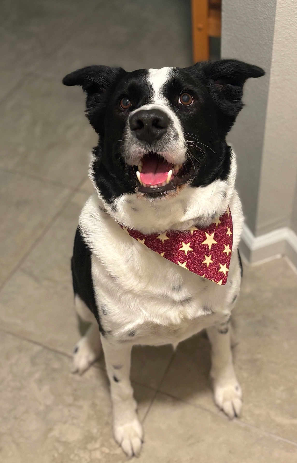 Rootbeer is registered to the contest to win money with this photo: dog, black_and_white, bandana, indoor, tile_floor, pet, canine, sitting, happy, excited, looking_up, fur, animal, companion, domestic, friendly, cute, portrait, close_up, house