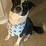 Rootbeer is registered to the contest to win money with this photo: dog, black_and_white, bandana, sitting, tile_floor, indoor, pet, canine, looking_up, attentive, fur, ears, tail, white_paws, animal, companion, cute, domestic, friendly, portrait