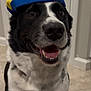 Rootbeer is registered to the contest to win money with this photo: dog, black_and_white, propeller_hat, indoor, floor, happy, smiling, pet, canine, fur, sitting, tongue, ears, collar, close_up, animal, companion, cute, portrait, playful