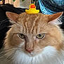 Oliver is registered to the contest to win money with this photo: cat, orange_cat, white_fur, fluffy, pet, animal, rubber_duck, toy, head_accessory, close_up, indoor, fur, whiskers, ears, face, cute, funny, domestic_cat, mammal, portrait