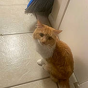 Oliver joined the competition — help win amazing prizes! cat, orange_cat, white_cat, pet, floor, tile_floor, broom, indoor, corner, curious, looking_up, whiskers, tail, ears, animal, feline, domestic_cat, household, cleaning_tool, floor_tile
