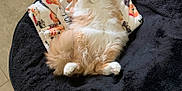Oliver is registered to the contest to win money with this photo: cat, orange_cat, white_cat, fluffy, pet_bed, blanket, indoor, floor, curious, cute, relaxed, animal, feline, cozy, lying_down, paws, fur, whiskers, ears, looking