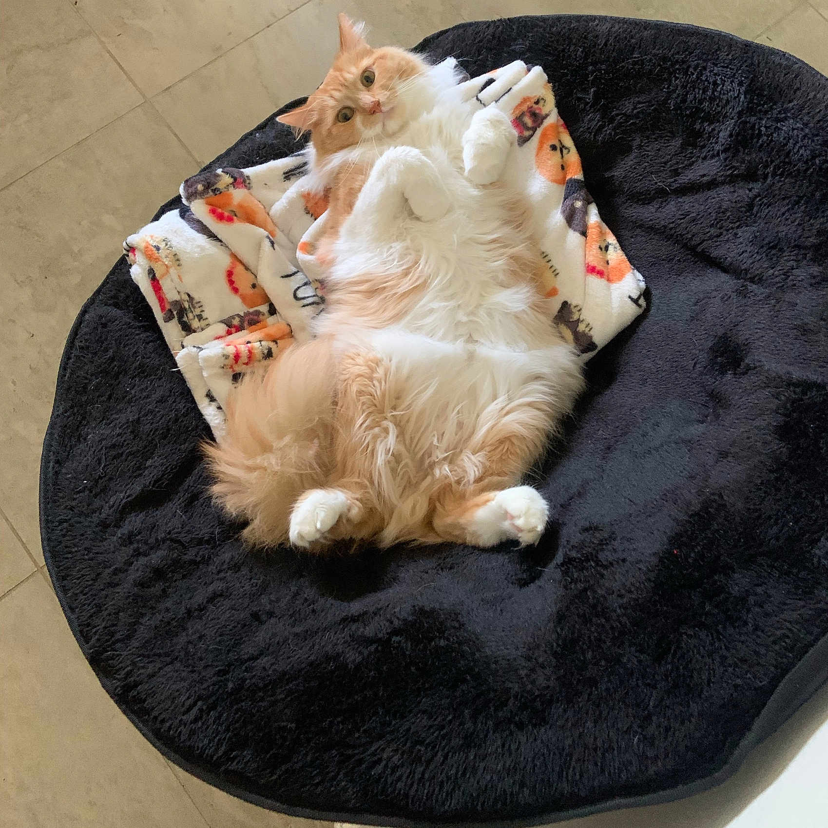 Oliver is registered to the contest to win money with this photo: animal, blanket, cat, cozy, curious, cute, ears, feline, floor, fluffy, fur, indoor, looking, lying_down, orange_cat, paws, pet_bed, relaxed, whiskers, white_cat