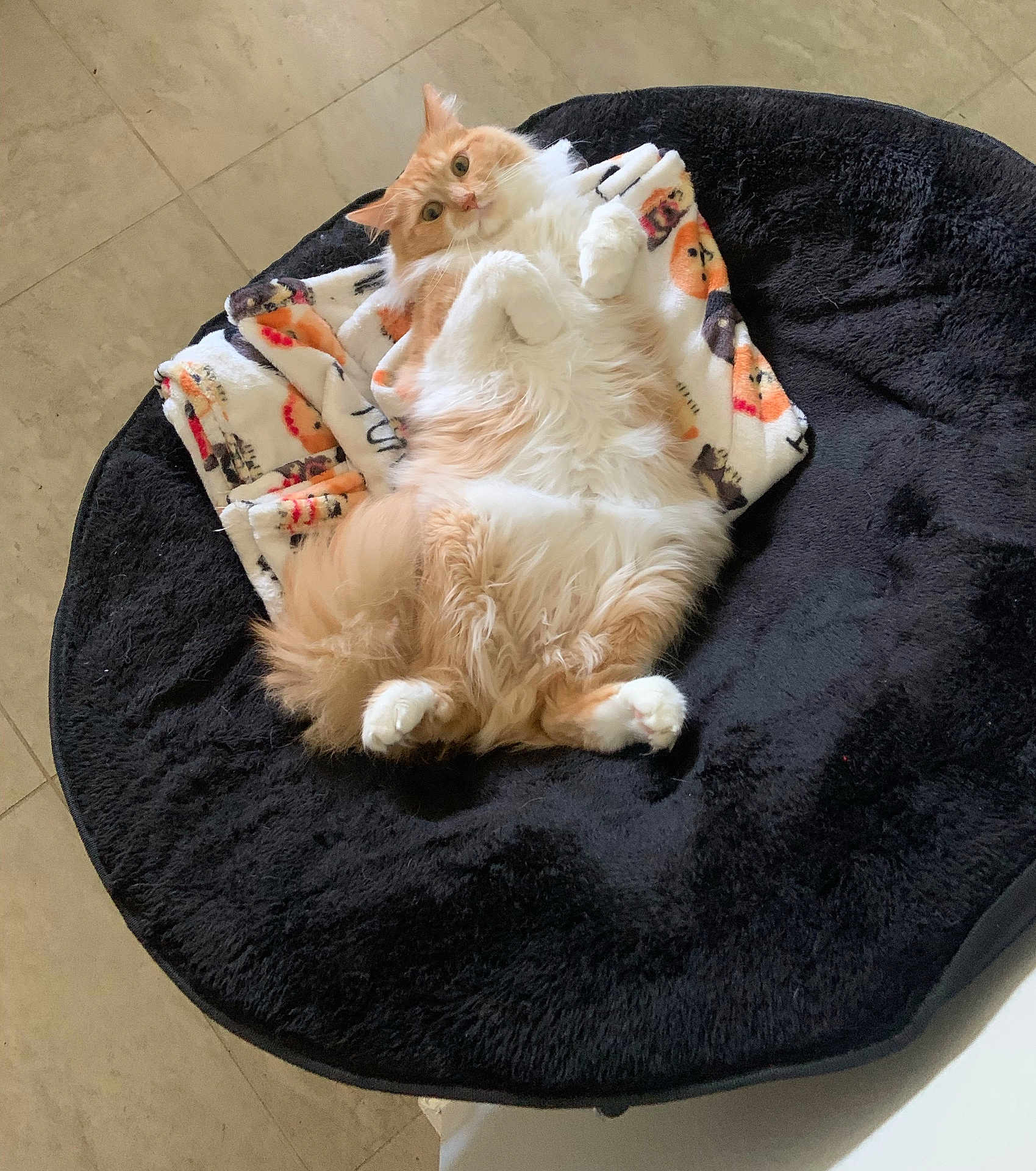 Oliver is registered to the contest to win money with this photo: cat, orange_cat, white_cat, fluffy, pet_bed, blanket, indoor, floor, curious, cute, relaxed, animal, feline, cozy, lying_down, paws, fur, whiskers, ears, looking