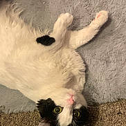 Oreo joined the competition — help win amazing prizes! cat, black_and_white, pet, animal, fur, indoor, carpet, curious, lying_down, pink_nose, paw, whiskers, close_up, mammal, cute, domestic, feline, relaxed, texture, floor