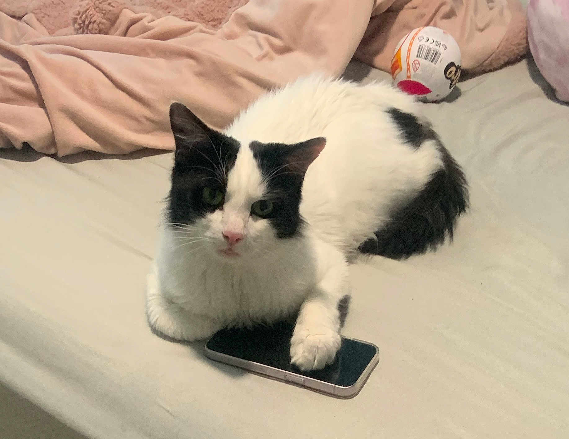 Oreo