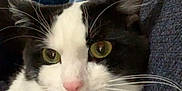 Oreo joined the competition — help win amazing prizes! cat, black_and_white, pet, feline, whiskers, green_eyes, cozy, blanket, indoor, couch, fur, close_up, animal, domestic, relaxed, cute, soft, comfort, resting, alert