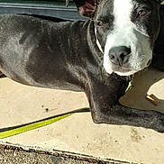 Maika a rejoint le concours — aidez-le/la à gagner de superbes lots ! animal, black_and_white, canine, collar, concrete, daylight, dog, domestic_animal, door, ears, fur, leash, outdoor, pet, relaxed, resting, shadow, sidewalk, sunlight, window