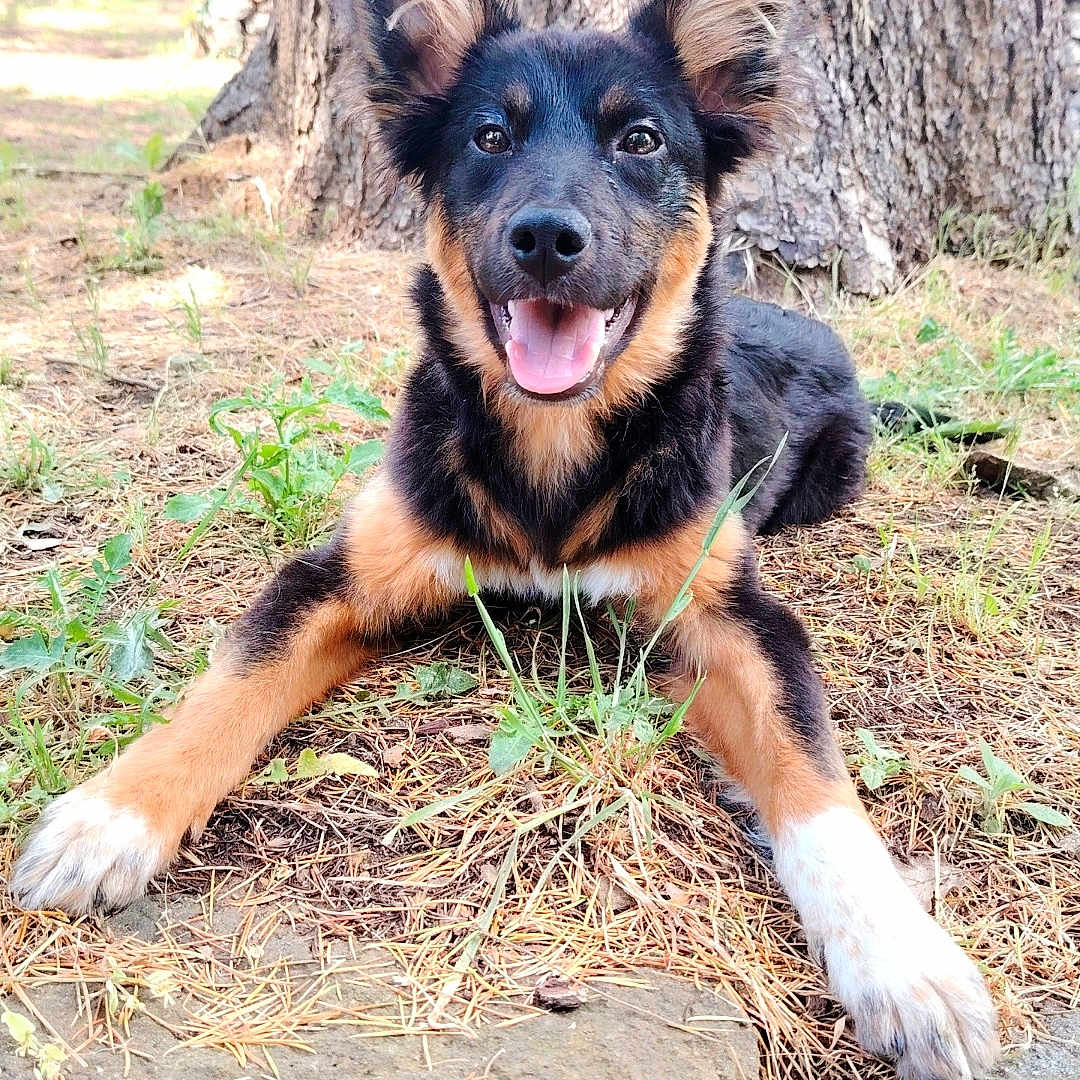 Djang'O participe au concours pour gagner de l'argent avec cette photo : animal, canine, daylight, dog, ears, friendly, fur, grass, happy, lying_down, nature, outdoor, pet, pine_needles, playful, rock, smiling, sunlight, tongue, tree