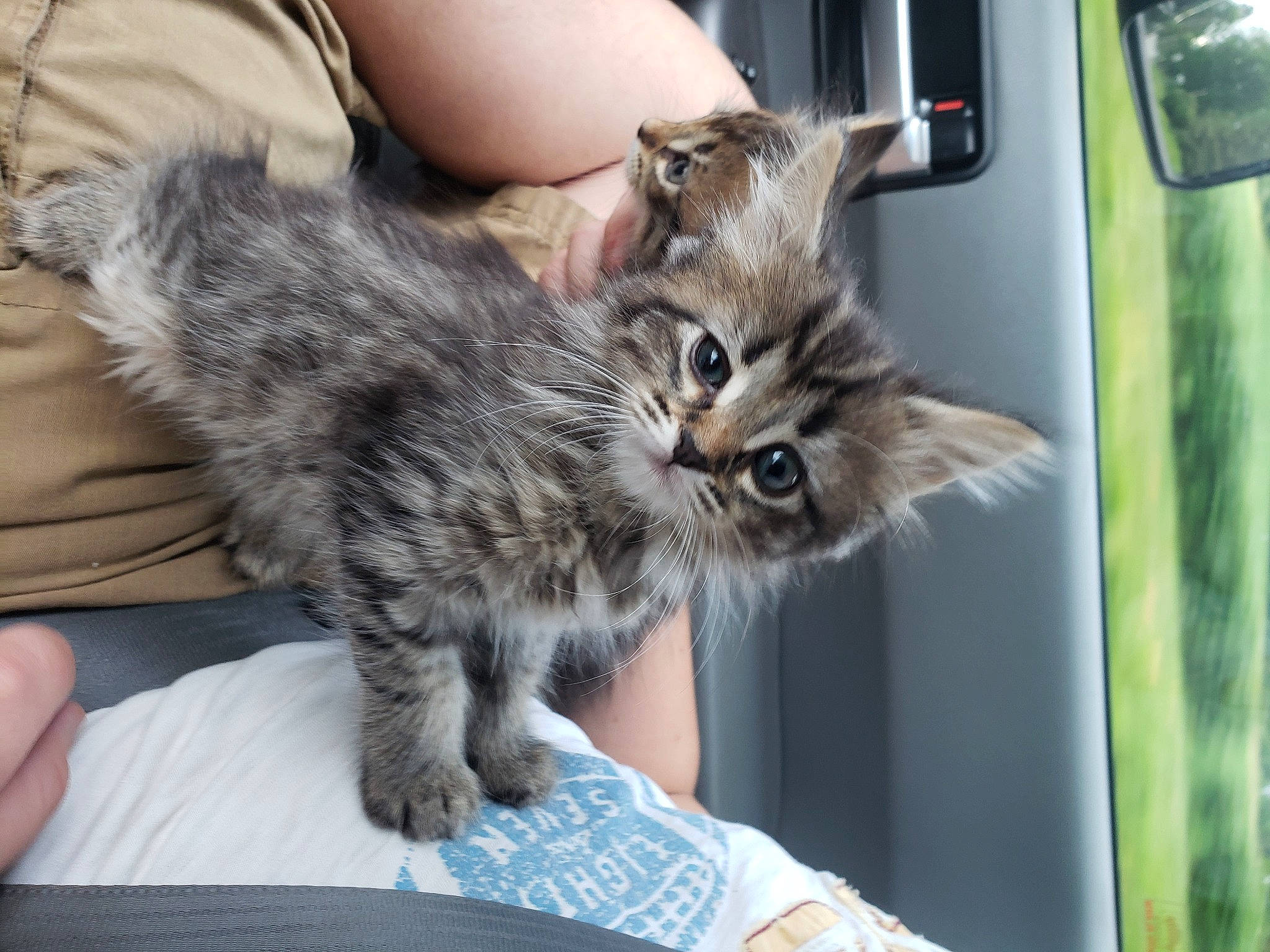 Gwen is registered to the contest to win money with this photo: automotive_exterior, carnivore, cat, claw, comfort, domestic_short_haired_cat, door, felidae, fur, maine_coon, motor_vehicle, paw, small_to_medium_sized_cats, snout, tail, vehicle, vehicle_door, whiskers, window, windshield