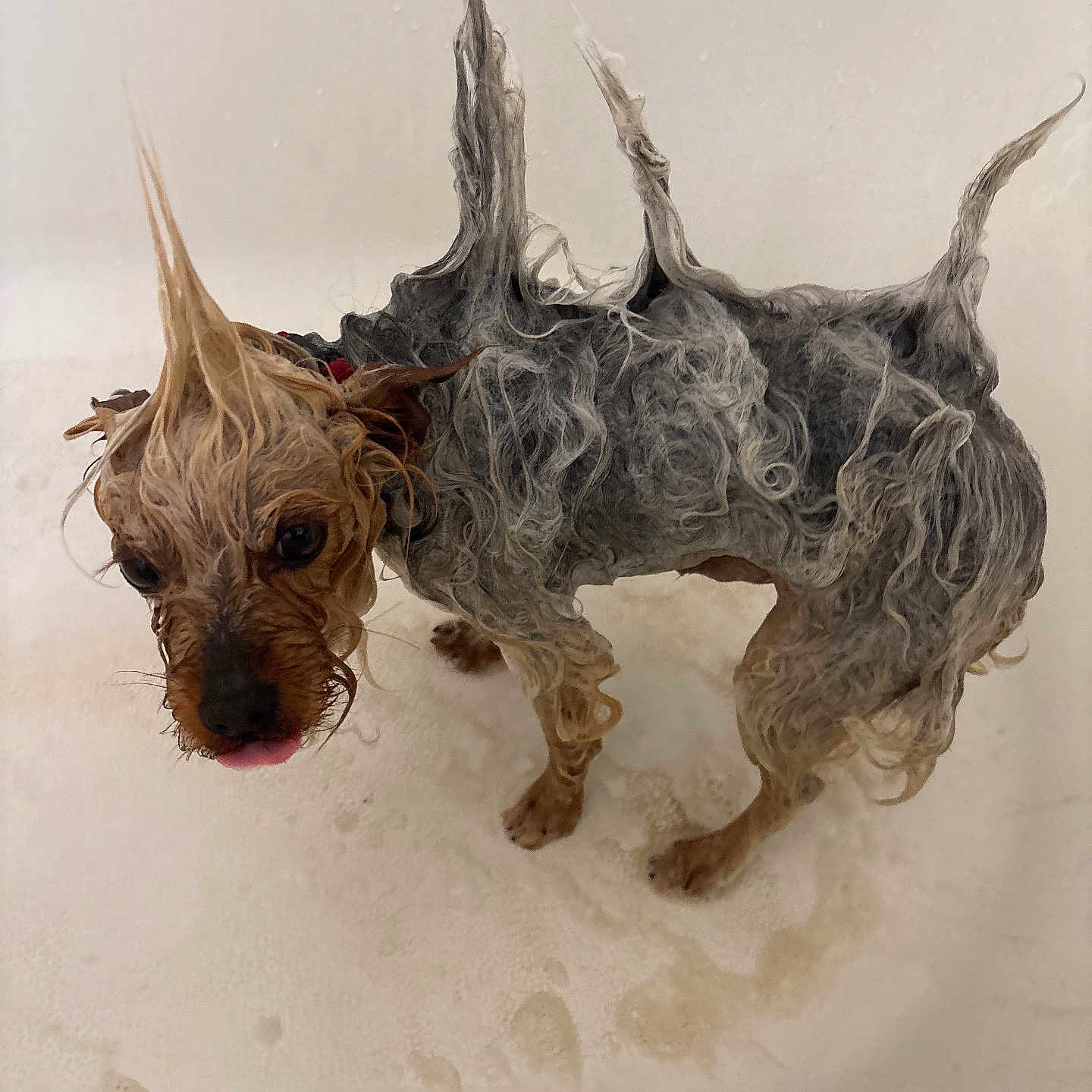 Ace joined the competition — help win amazing prizes! animal, bath, bathtub, black, brown, bubbles, curly_fur, cute, dog, fur, indoors, looking_up, pet, small_dog, soap, spikes, standing, tongue_out, water, wet