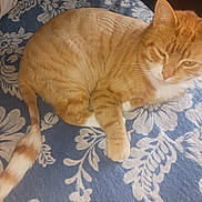 Garfield joined the competition — help win amazing prizes! cat, orange_tabby, pet, animal, feline, resting, blanket, floral_pattern, indoor, cute, domestic_cat, fur, whiskers, tail, relaxed, sleepy, cozy, mammal, cute_pet, companion