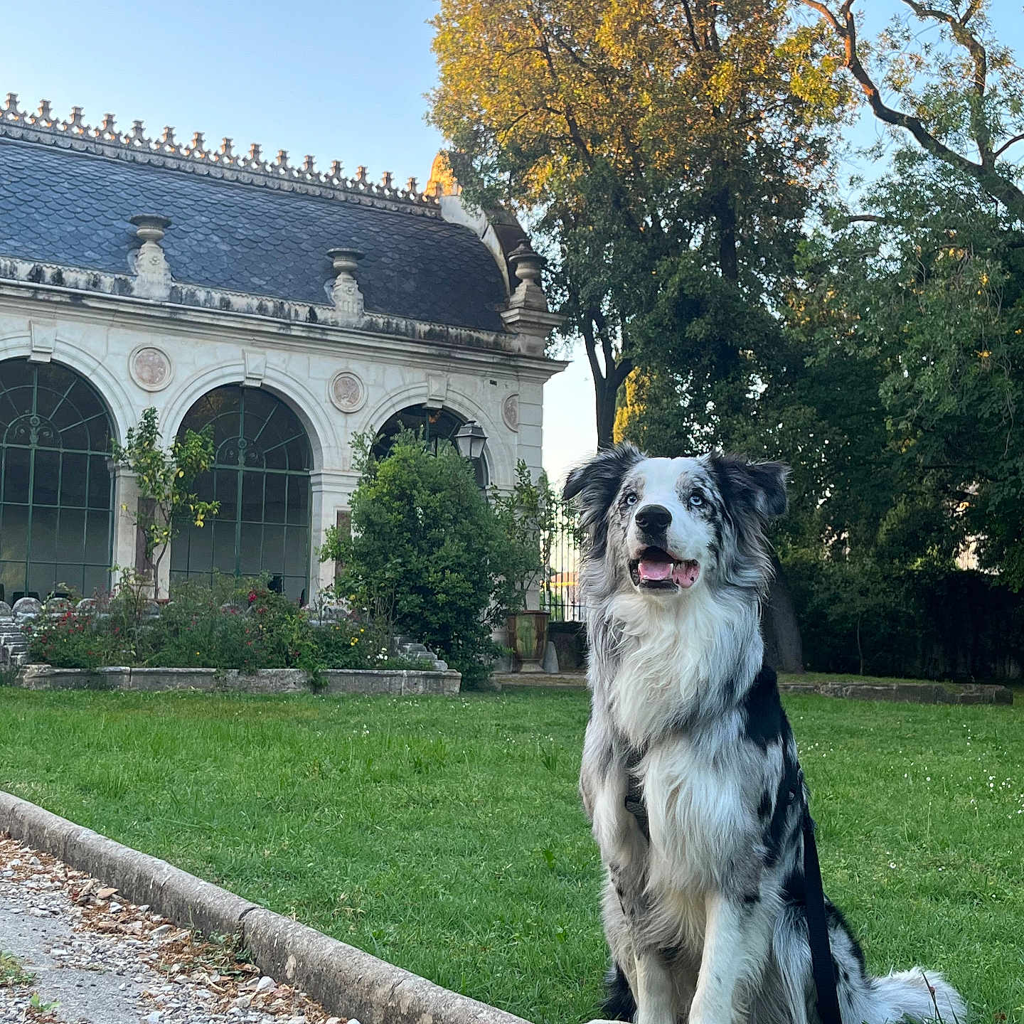 Urus a rejoint le concours — aidez-le/la à gagner de superbes lots ! animal, architecture, building, canine, dog, grass, house, housing, nature, outdoors, park, path, pet, plant, road, shelter, tree, villa, walkway, yard