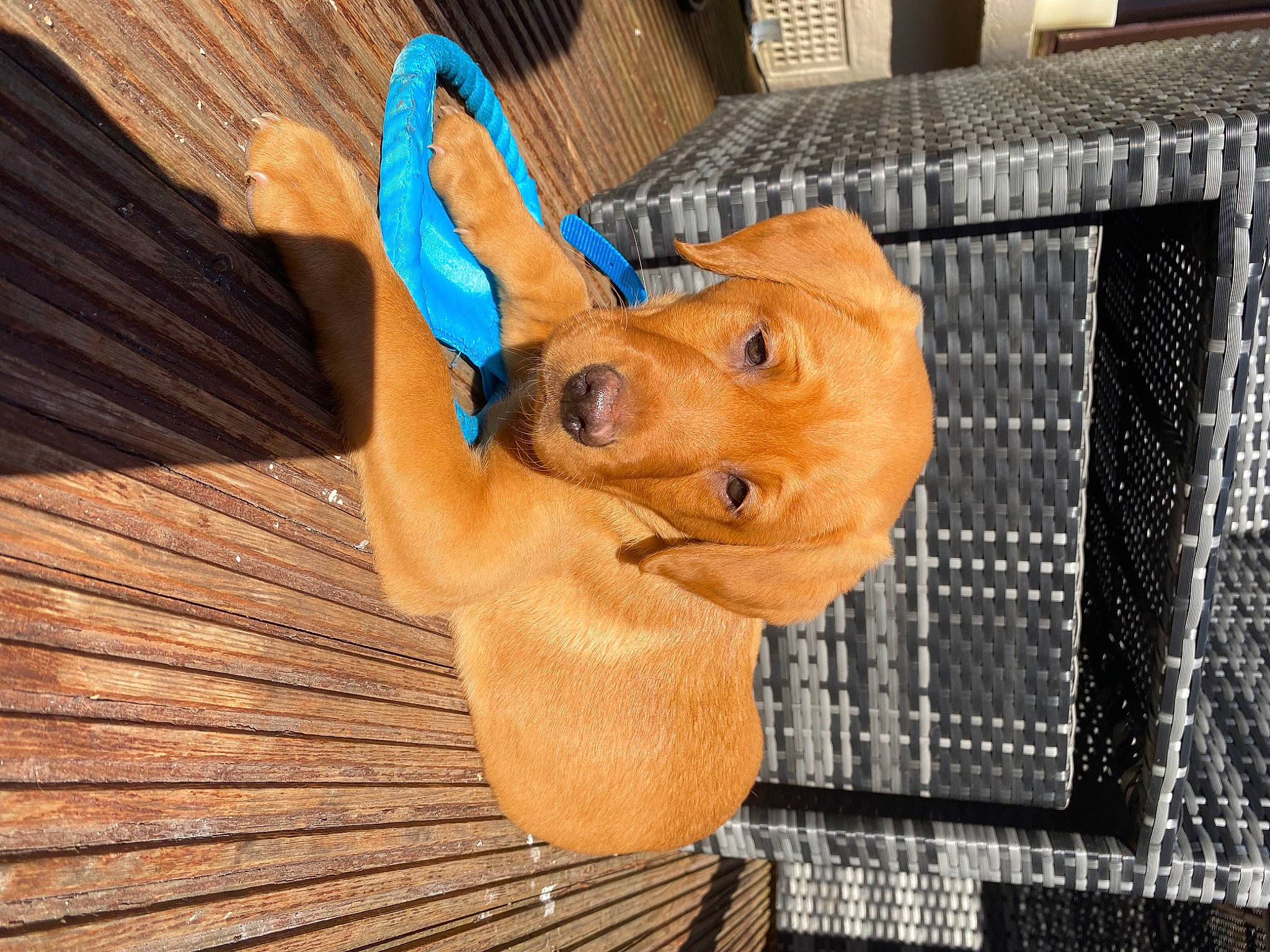 Gibby is registered to the contest to win money with this photo: canidae, carnivore, companion_dog, dog, dog_breed, door, fawn, fur, hardwood, liver, mesh, pet_supply, plant, snout, sporting_group, stuffed_toy, toy, wood, wood_stain, working_animal