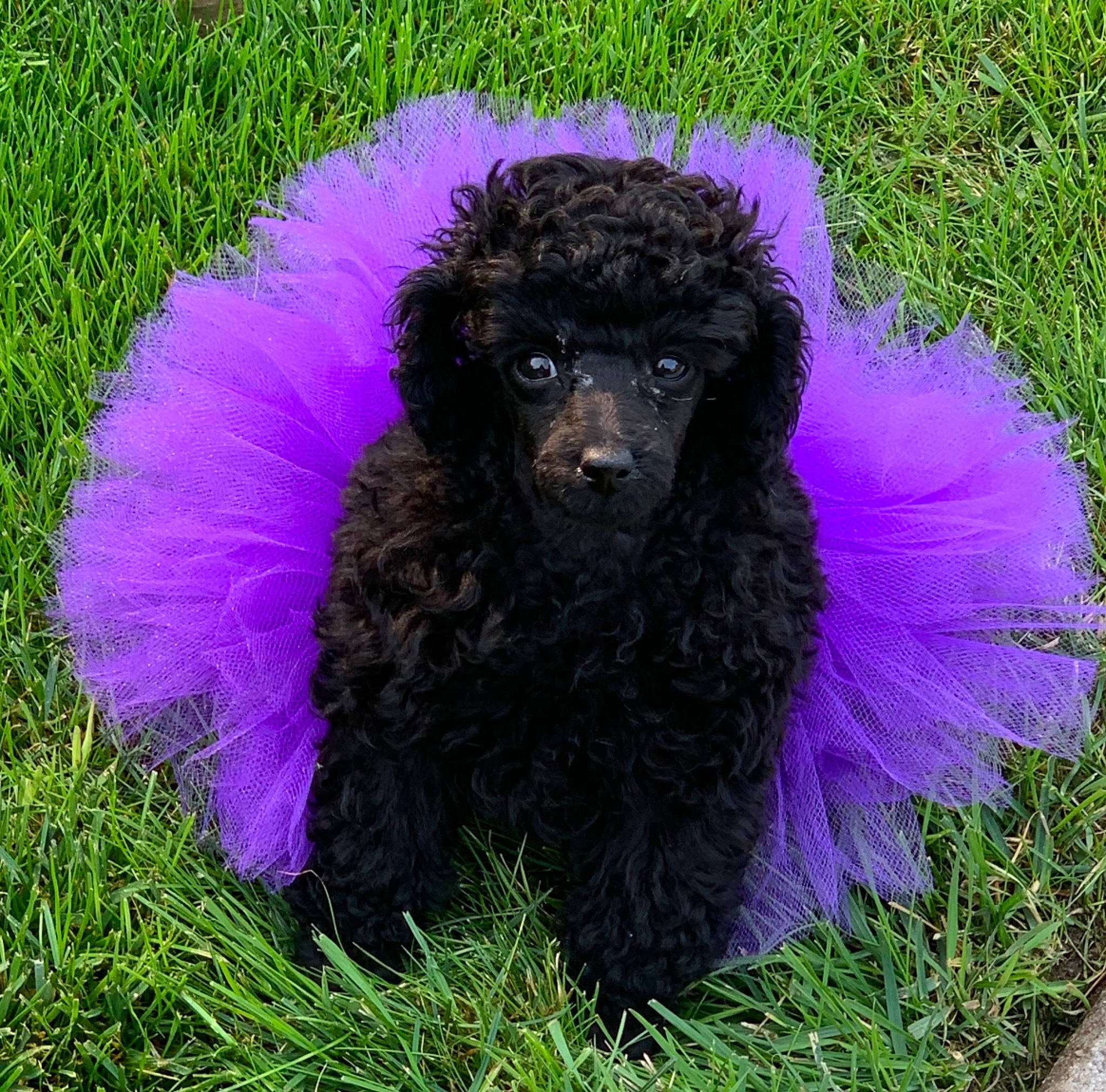 Shelby joined the competition — help win amazing prizes! canidae, carnivore, companion_dog, dog, dog_breed, dog_supply, electric_blue, fur, grass, magenta, pet_supply, plant, poodle, shrub, snout, sporting_group, terrestrial_animal, toy_dog, water_dog, working_animal