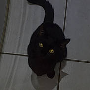 Truffe participe au concours pour gagner de l'argent avec cette photo : cat, black_cat, yellow_eyes, tile_floor, pet, animal, indoor, curious, tail, feline, looking_up, shadow, mystery, domestic_cat, whiskers, cute, small, fur, playful, quiet