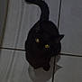 cat, black_cat, yellow_eyes, tile_floor, pet, animal, indoor, curious, tail, feline, looking_up, shadow, mystery, domestic_cat, whiskers, cute, small, fur, playful, quiet