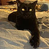 animal, bed, black_cat, blanket, cat, claws, cozy, cute, domestic_animal, feline, fur, home, indoor, mammal, paw, pet, relaxed, resting, sleepy, whiskers