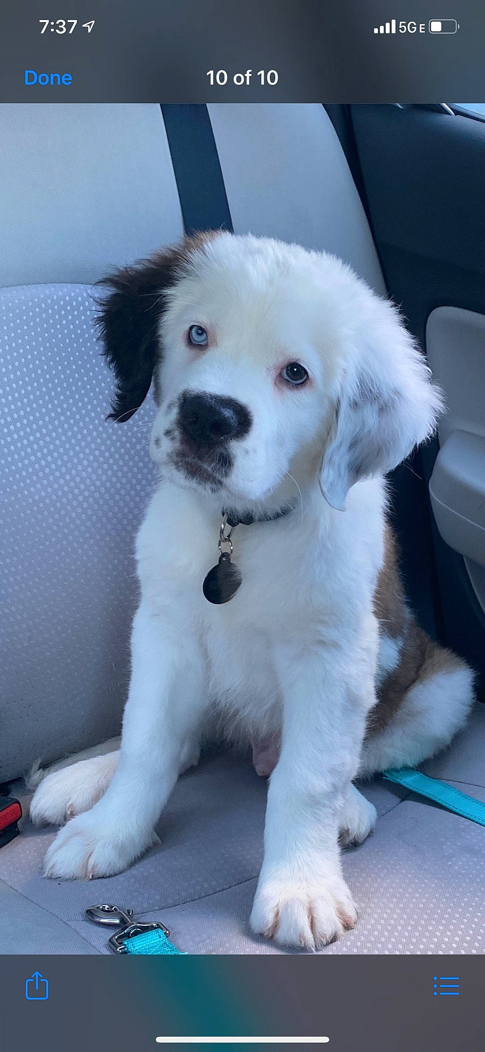 Rumble is registered to the contest to win money with this photo: ancient_dog_breeds, canidae, carnivore, companion_dog, dog, dog_breed, great_pyrenees, landseer, mammal, mucuchies, nose, puppy, rare_breed_dog, snout, sporting_group, vertebrate