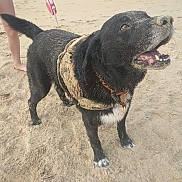 Gimli a rejoint le concours — aidez-le/la à gagner de superbes lots ! animal, beach, black_dog, canine, dog, excited, fur, happy, harness, legs, nature, outdoor, paws, pet, playful, sand, snout, summer, teeth, vacation