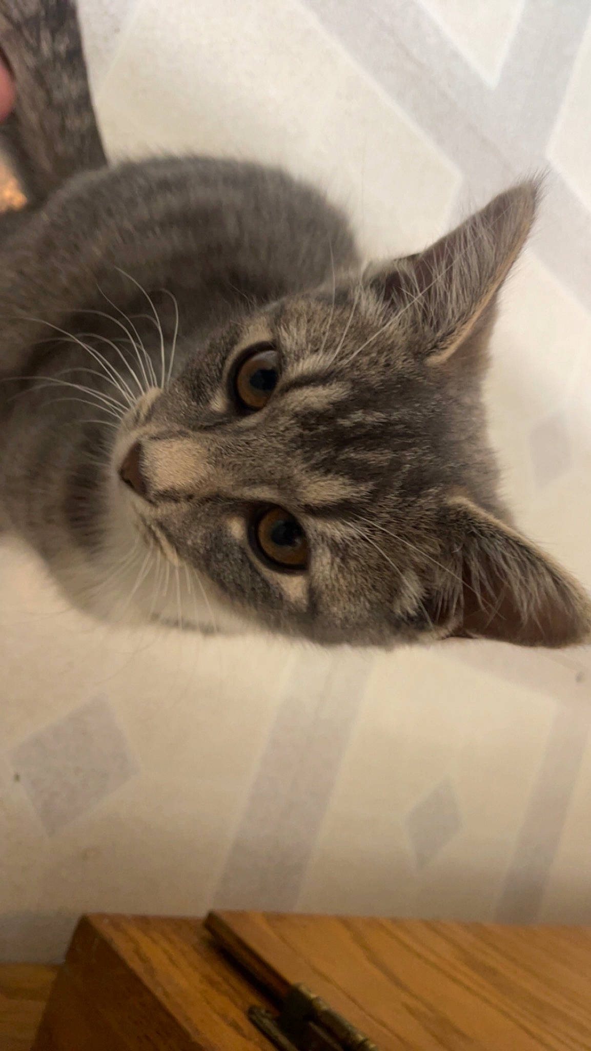 Luna is registered to the contest to win money with this photo: carnivore, cat, comfort, domestic_short_haired_cat, ear, felidae, flooring, fur, grey, hardwood, monochrome, monochrome_photography, paw, small_to_medium_sized_cats, snout, tail, whiskers, wood, wood_flooring, wood_stain