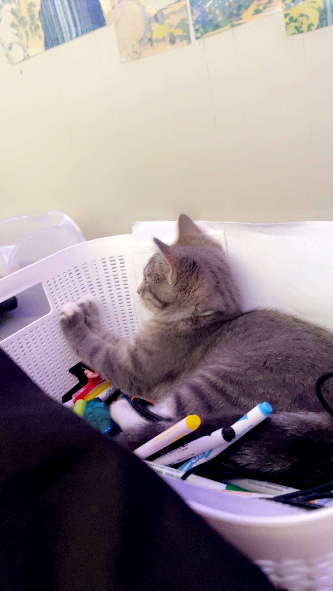 Luna joined the competition — help win amazing prizes! bed, bedding, box, carnivore, cat, cat_supply, comfort, domestic_short_haired_cat, felidae, fur, grey, linens, nap, paw, room, small_to_medium_sized_cats, tail, whiskers