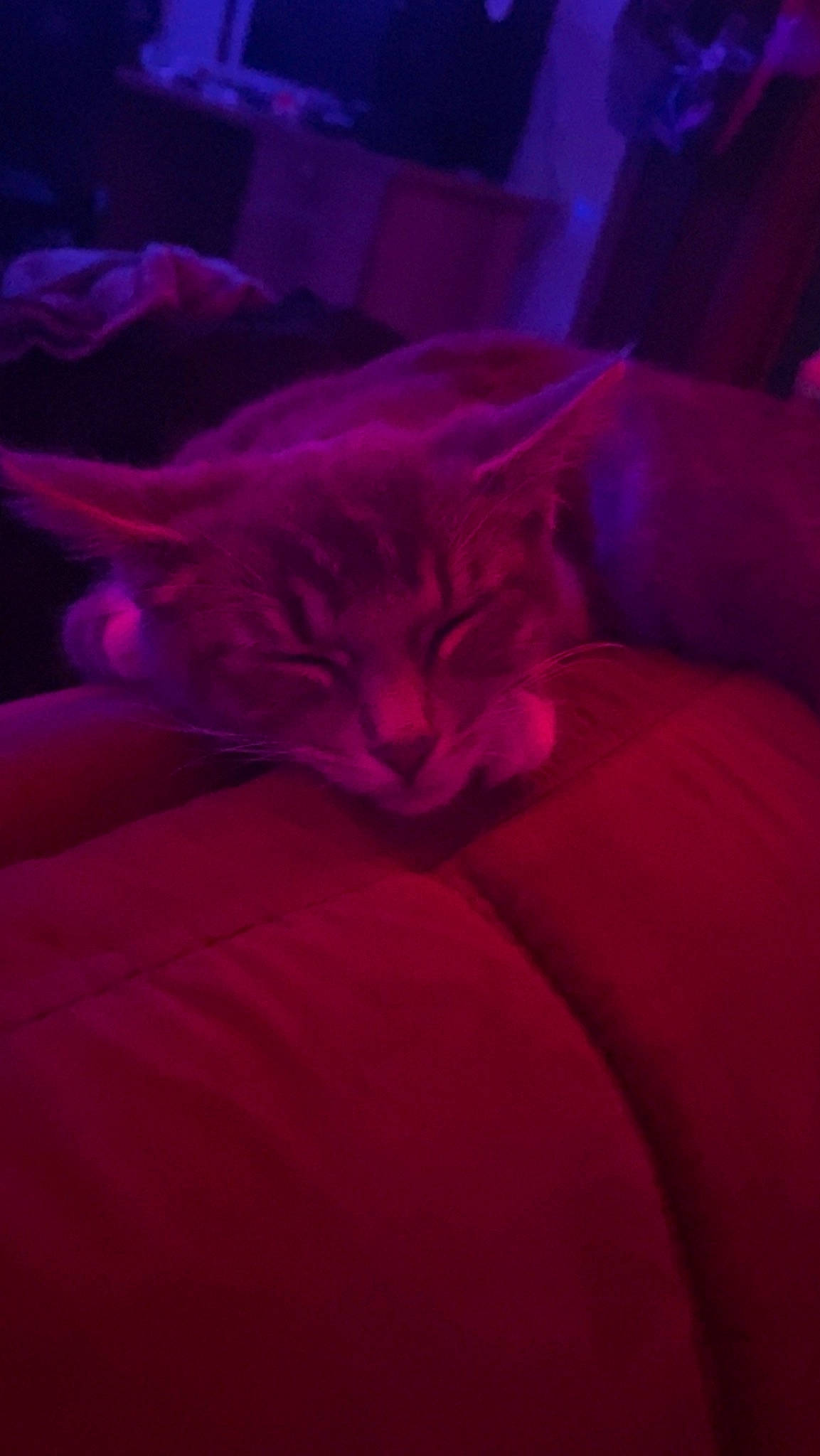 Luna is registered to the contest to win money with this photo: bed_sheet, bedding, bedroom, carmine, carnivore, cat, cloud, comfort, couch, darkness, electric_blue, felidae, fur, linens, magenta, pillow, pink, purple, small_to_medium_sized_cats, whiskers