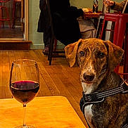 Janet a rejoint le concours — aidez-le/la à gagner de superbes lots ! brindle, brown_dog, cafe, casual, chair, dog, glassware, harness, indoor, people, pet, red_wine, relaxed, seated, social, table, warm_lighting, wine_glass, wood_floor, wood_table