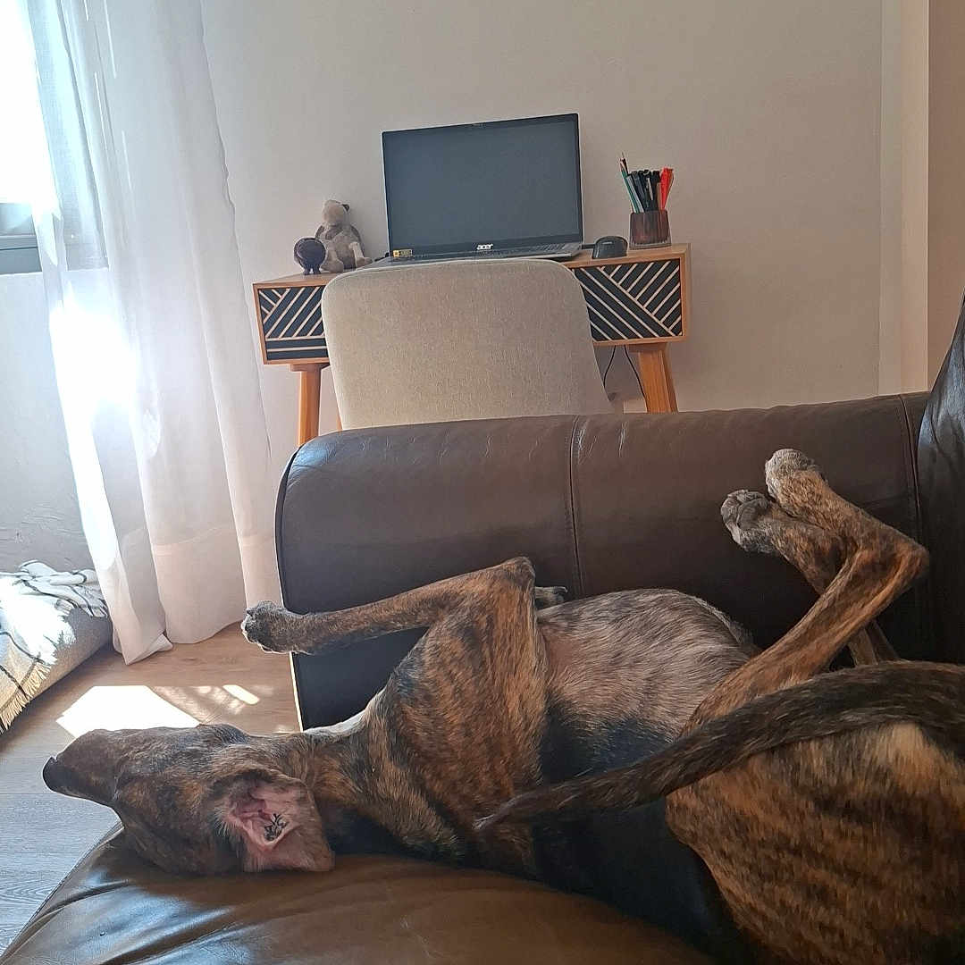Janet a rejoint le concours — aidez-le/la à gagner de superbes lots ! brindle, chair, comfortable, curtains, desk, dog, domestic, home_interior, indoor, laptop, lazy, leather_couch, pen_holder, pet, relaxing, stuffed_toys, sunlight, upside_down, window, wooden_floor