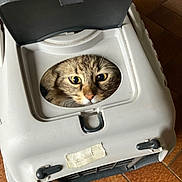 Paulette participe au concours pour gagner de l'argent avec cette photo : animal, cage, cat, close_up, container, curious, cute, domestic, eyes, face, feline, floor, head, indoor, looking, pet, pet_carrier, portrait, tile, white