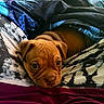 Doobie joined the competition — help win amazing prizes! puppy, dog, brown, blanket, patterned_fabric, cozy, cute, pet, animal, sleepy, lying_down, indoors, closeup, young_dog, fur, ears, eyes, resting, comfort, warm