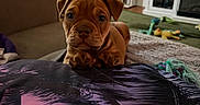 Doobie is registered to the contest to win money with this photo: animal, blanket, brown_dog, carpet, close_up, couch, curious, cute, dog, ears, face, front_paws, furniture, home, indoor, living_room, pet, puppy, toys, young_dog