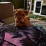 Doobie is registered to the contest to win money with this photo: puppy, dog, brown_dog, indoor, living_room, toys, carpet, furniture, couch, blanket, close_up, pet, animal, cute, curious, young_dog, face, ears, front_paws, home