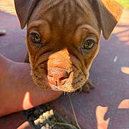 Doobie joined the competition — help win amazing prizes! puppy, dog, close_up, outdoor, sunlight, nose, eyes, ears, brown_fur, wrinkles, cute, pet, animal, small, young, face, curious, nature, ground, hand